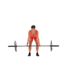 Barbell Bent Over Row (Supinated Grip) 
  loading=